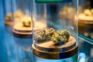 Jars with dried cannabis plant on display, Nikon Z7