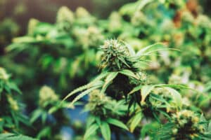 Organic cannabis flowers plants, Hemp Leaves in indoor cannabis farm, CBD oil, THC, Herbal pharmasutical laboratory and research for alternative herb medicine.Nature green background.