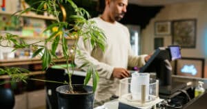 Focus on a Cannabis Clone Placed on a Counter While a Budtender Works at a Point of Sale In the Background