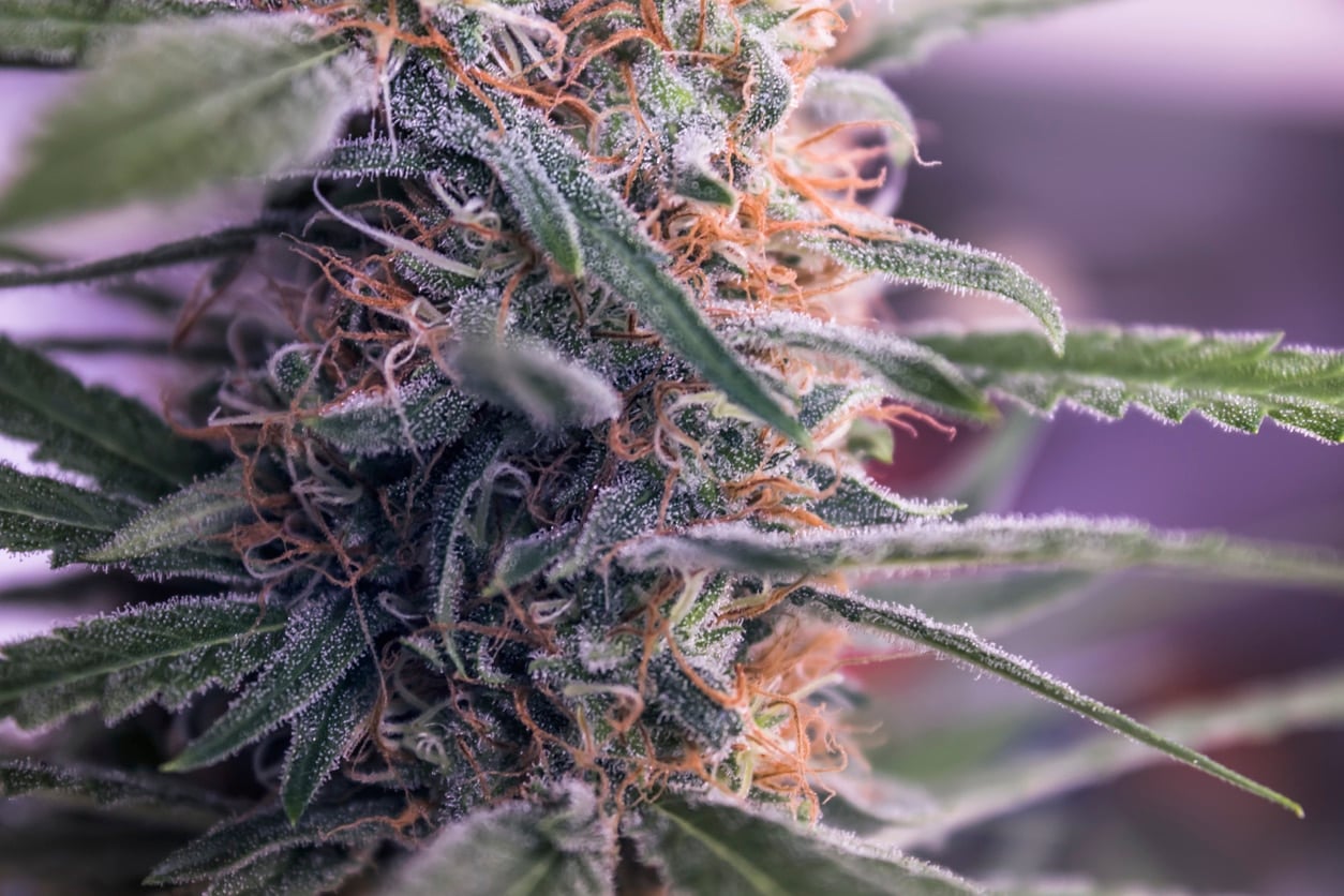 Macro on blooming cannabis plant